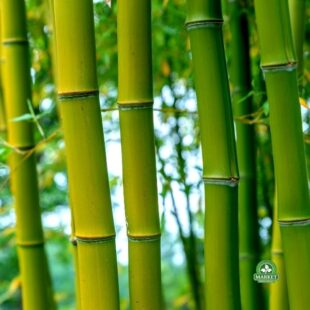 Phyllostachys bissetii bambus zimujący (10)