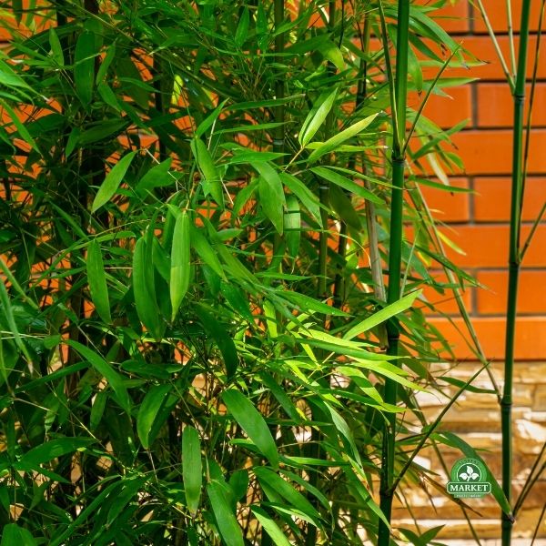 Phyllostachys bissetii bambus zimujący (6)