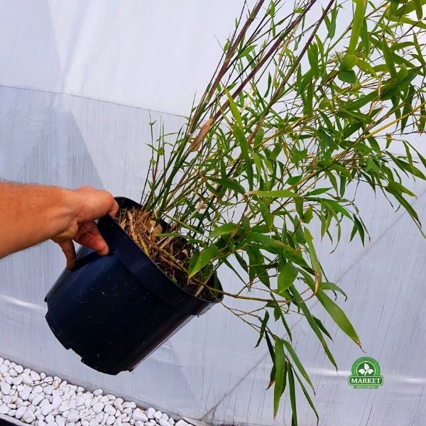 Phyllostachys bissetii bambus zimujący (7)