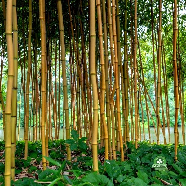 Phyllostachys bissetii bambus zimujący (9)
