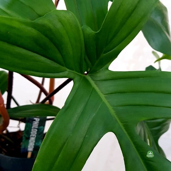 Filodendron Florida Green philodendron (5)