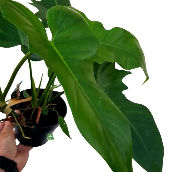Filodendron Green Dragon philodendron (4)