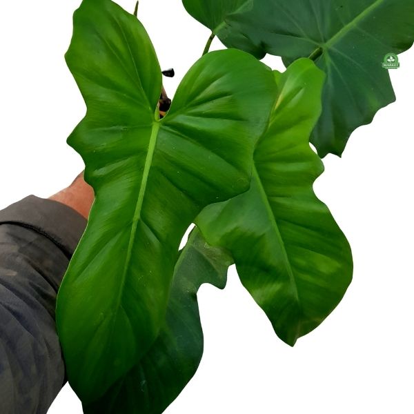 Filodendron Green Dragon philodendron (5)
