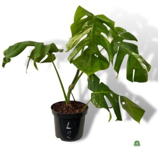 Monstera variegata large nr 2 (1)