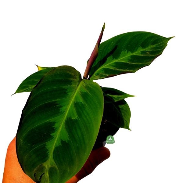 Calathea warscewiczii – roślina z rodziny Marantaceae (1)