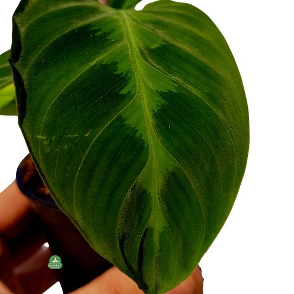 Calathea warscewiczii – roślina z rodziny Marantaceae (2)