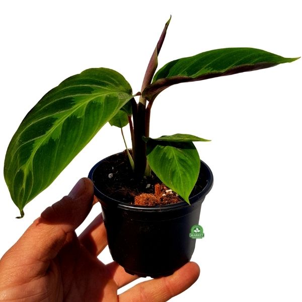 Calathea warscewiczii – roślina z rodziny Marantaceae (4)
