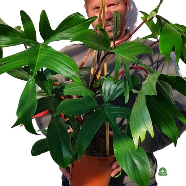 FILODENDRON FLORIDA GREEN XXL Philodendron  hybrydowy na bambusie (odbiór osobisty)