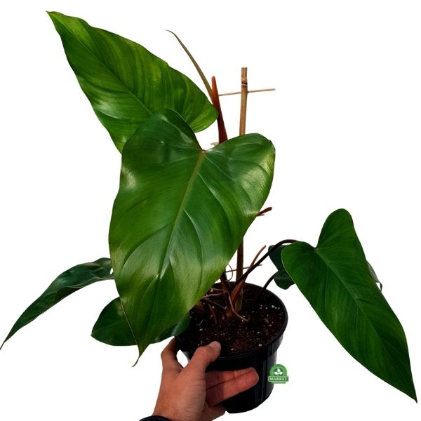 FILODENDRON RED EMERALD Philodendron erubescens (don 15 cm)