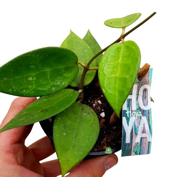Hoya krohniana (1)
