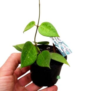 Hoya krohniana (3)