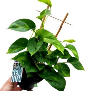 Epipremnum pinnatum Global Green (2)