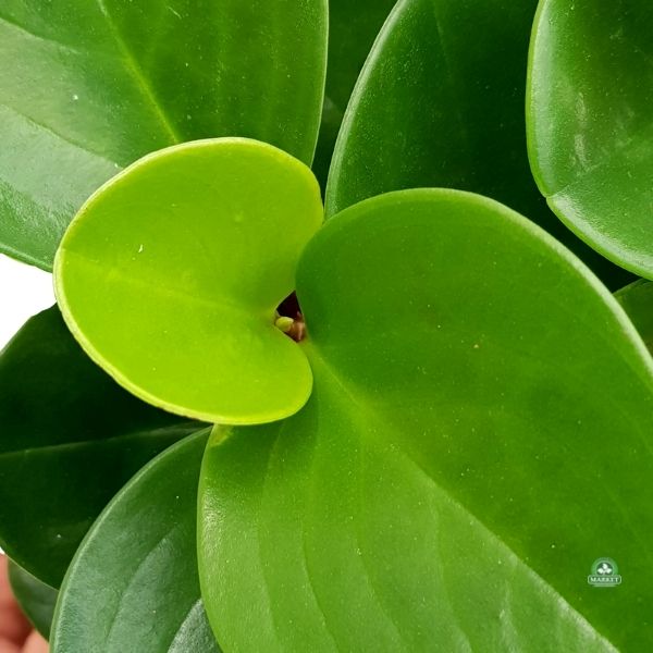Peperomia obtusifolia pieprzówka tępolistna (1)