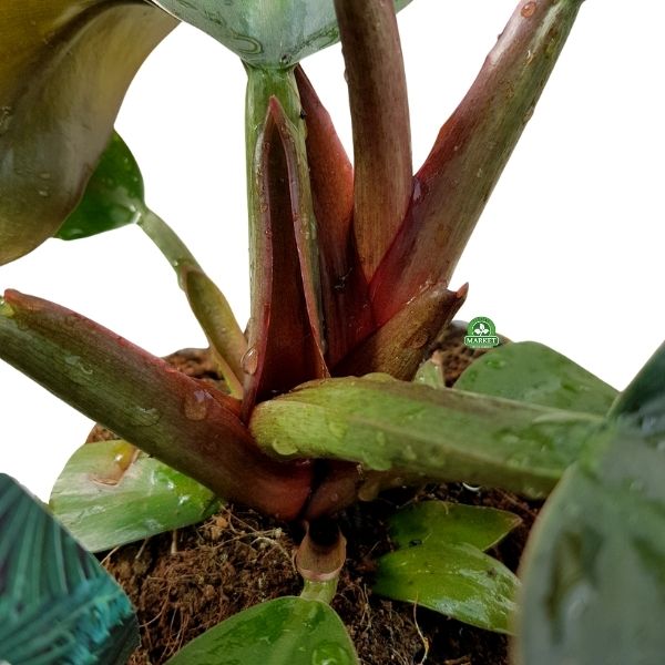 Filodendron czerwony philodendron Imperial red (3)