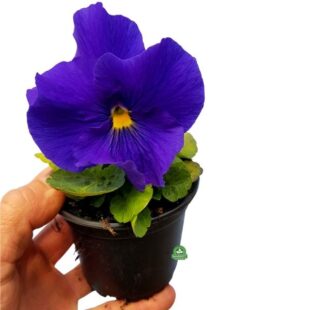 Viola wittrockiana bratek wielkokwiatowy (3)