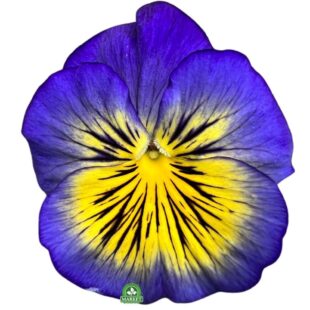 Viola wittrockiana fioletowo żółty z wasem