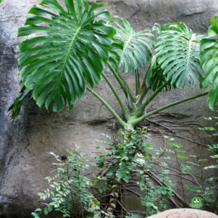 philodendron3