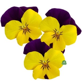 viola cornuta bratek miniaturowy (7)