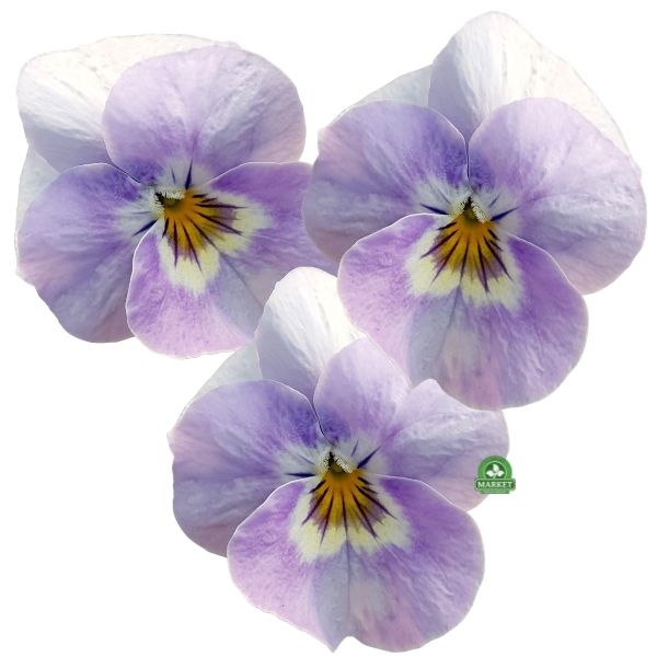 BRATKI MINIATUROWE Viola cornuta JASNO FIOLETOWY
