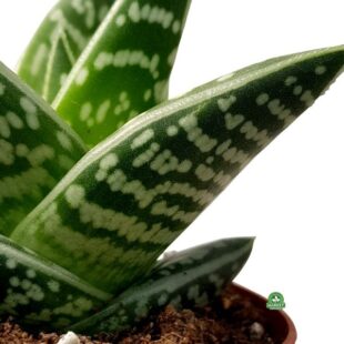 ALOES TYGRYSI (PSTRY) Aloe Variegata (1)