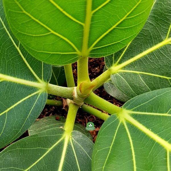 Ficus benghalensis fikus bengalski figowiec (3)