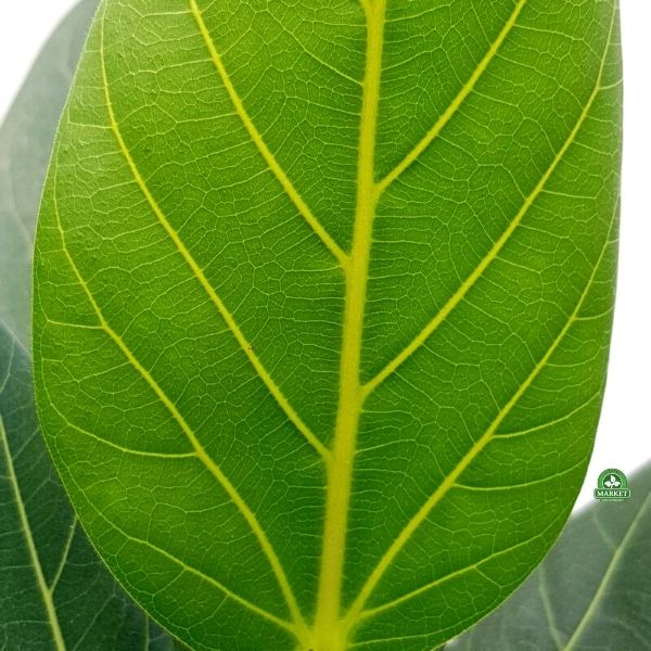 Ficus benghalensis fikus bengalski figowiec (4)