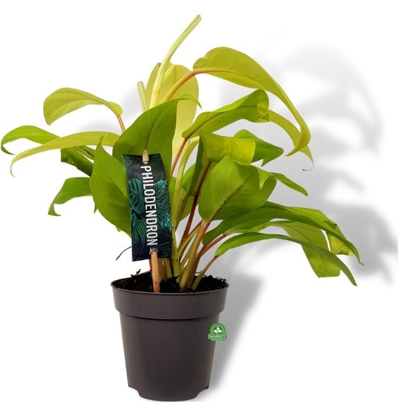 Filodendron Malay Gold Philodendron (1)