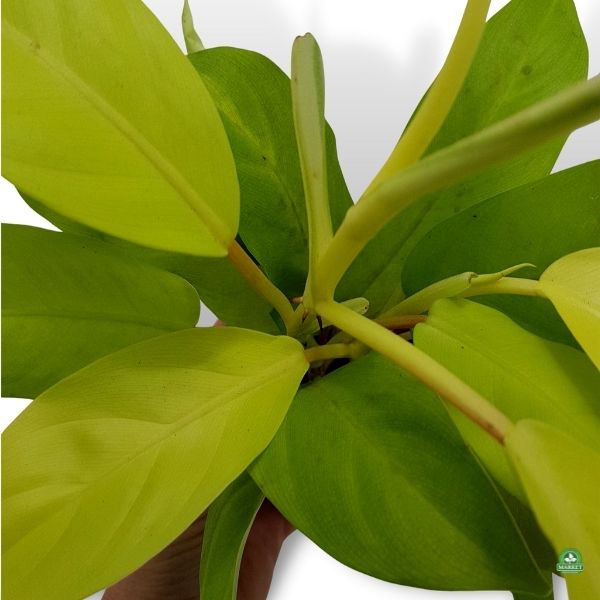Filodendron Malay Gold Philodendron (2)