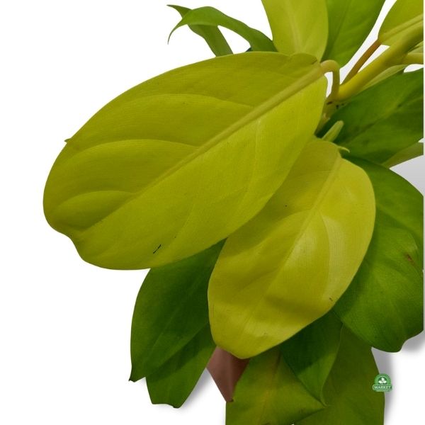 Filodendron Malay Gold Philodendron (4)