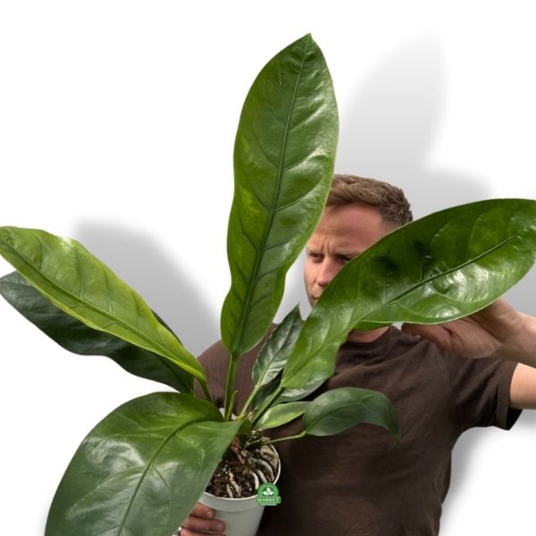 ANTHURIUM ELLIPTICUM Jungle Bush XL (don 17 cm)