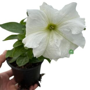 Surfinia o najwiekszych kwiatach Conchita-Grande-White (1)