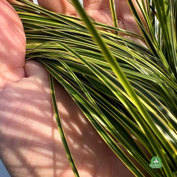 Carex „Aureomarginata” (4)