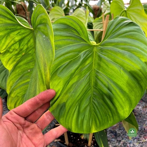 FILODENDRON FUZZY PETIOLE Philodendron (don 14cm)