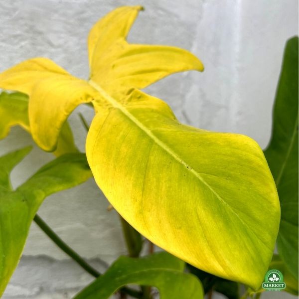 Philodendron Yellow Violin (2)