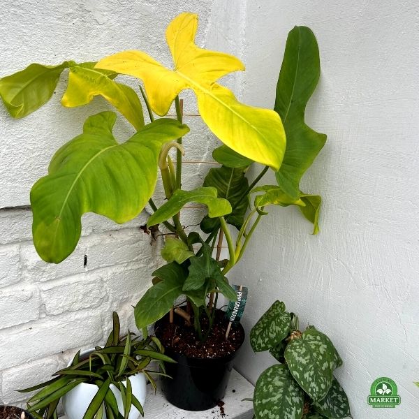 Philodendron Yellow Violin (3)
