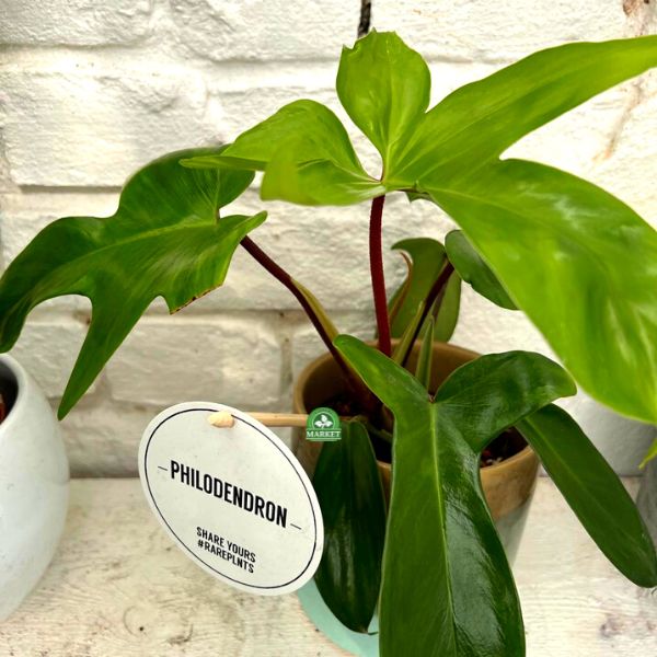 FILODENDRON FLORIDA GREEN  Philodendron hybrydowy ⌀12