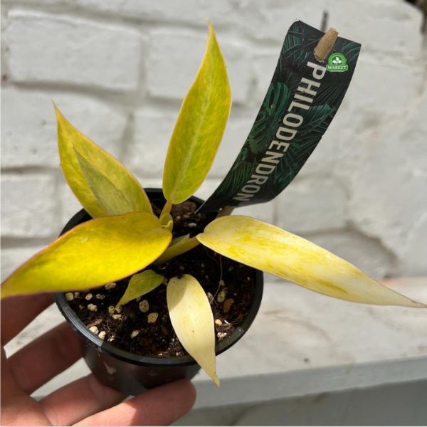 FILODENDRON PAINTED LADY Philodendron MINI