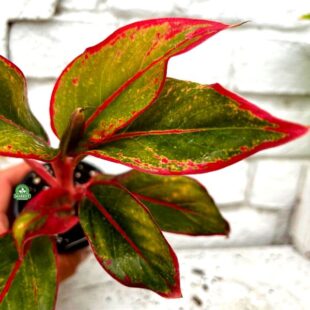 Aglaonema, najpiękniejszy chiński evergreen w kolorze tęczy ! florens opole