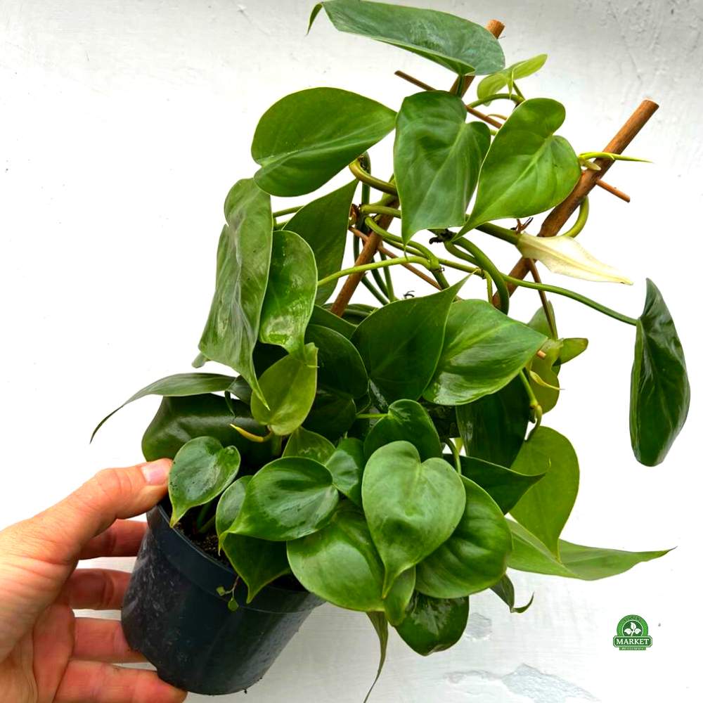 Philodendron scandens (1)