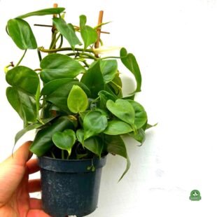 Philodendron scandens (3)