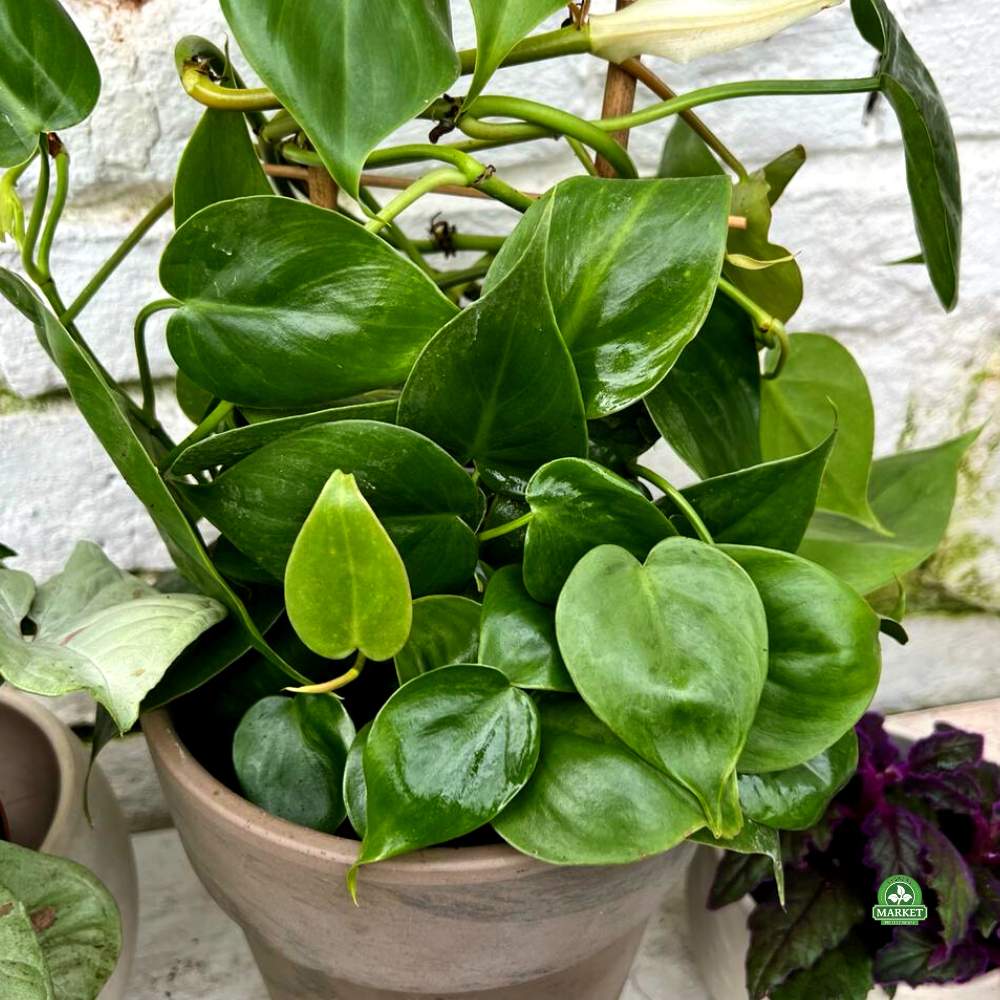 Philodendron scandens (5)