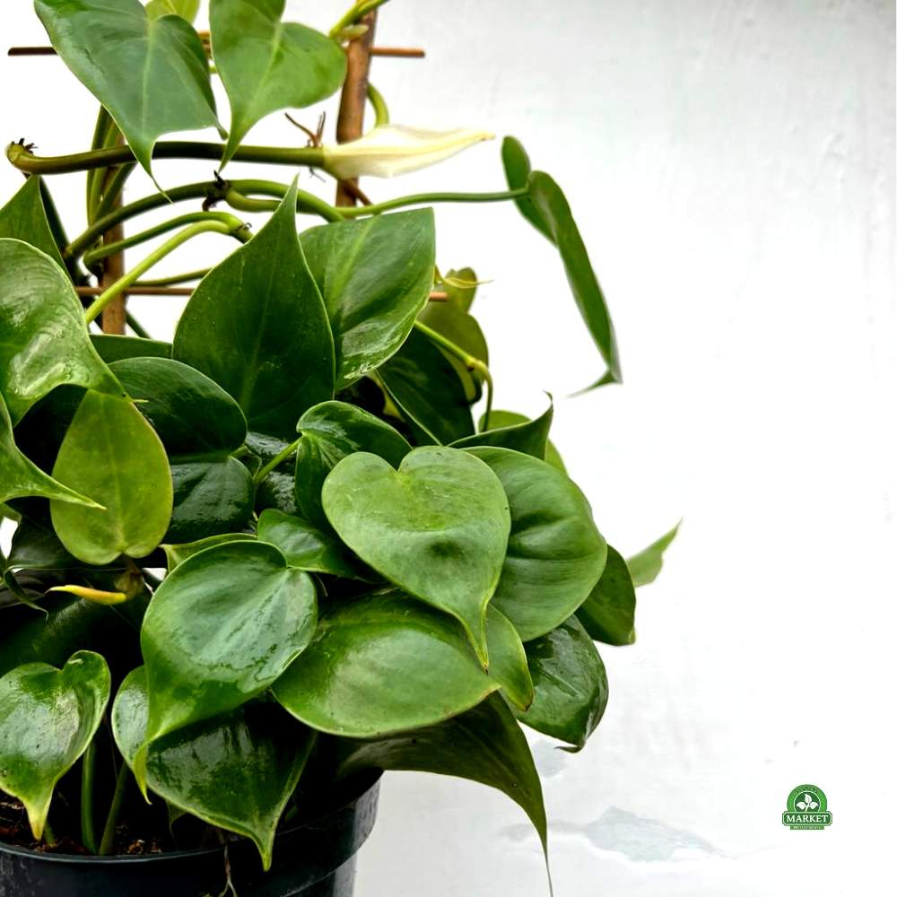 Philodendron scandens (6)
