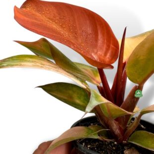 Philodendron Prince Of Orange (2)