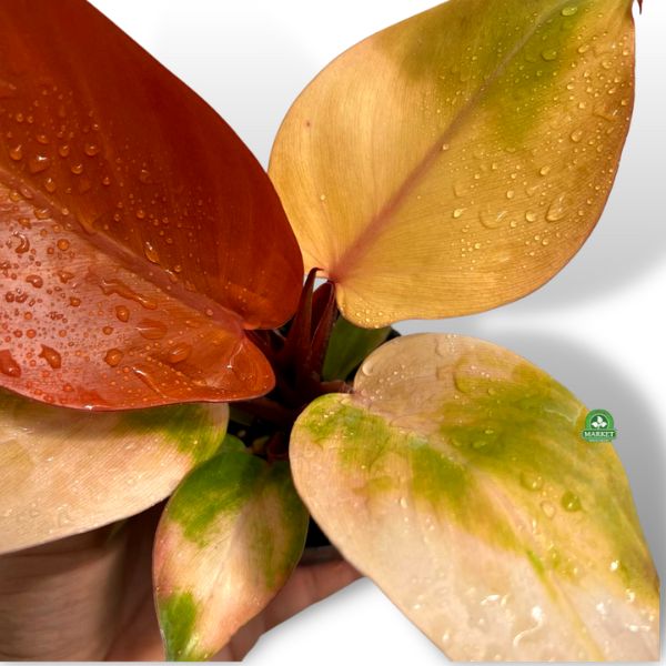 Philodendron Prince Of Orange (3)
