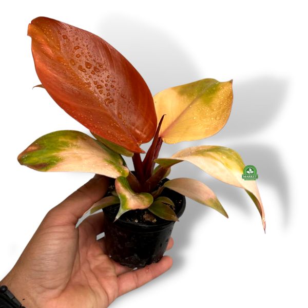Philodendron Prince Of Orange (4)