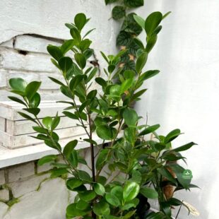 Ficus Microcarpa Moclame (1)