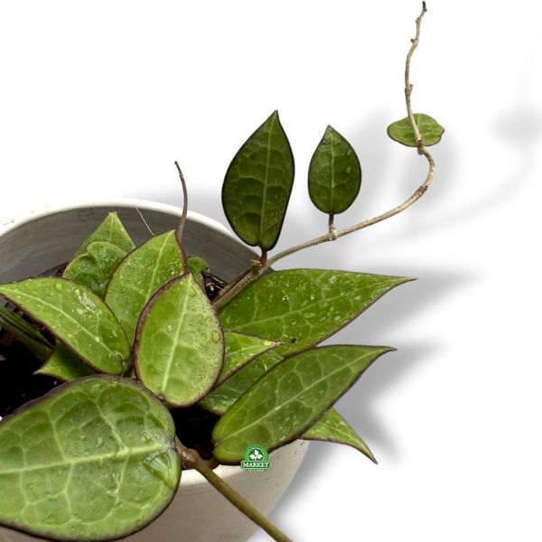 Hoya parasitica Black Margin (2)