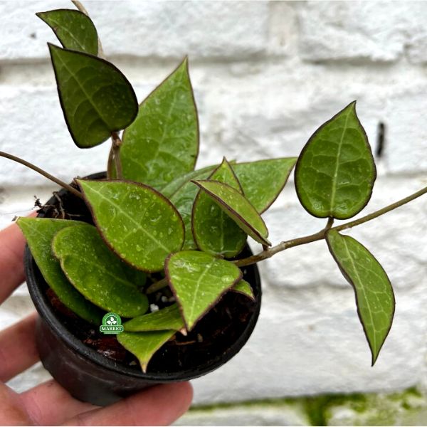 Hoya parasitica Black Margin (5)