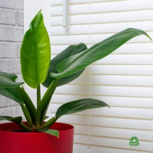 Philodendron imperial green (1)