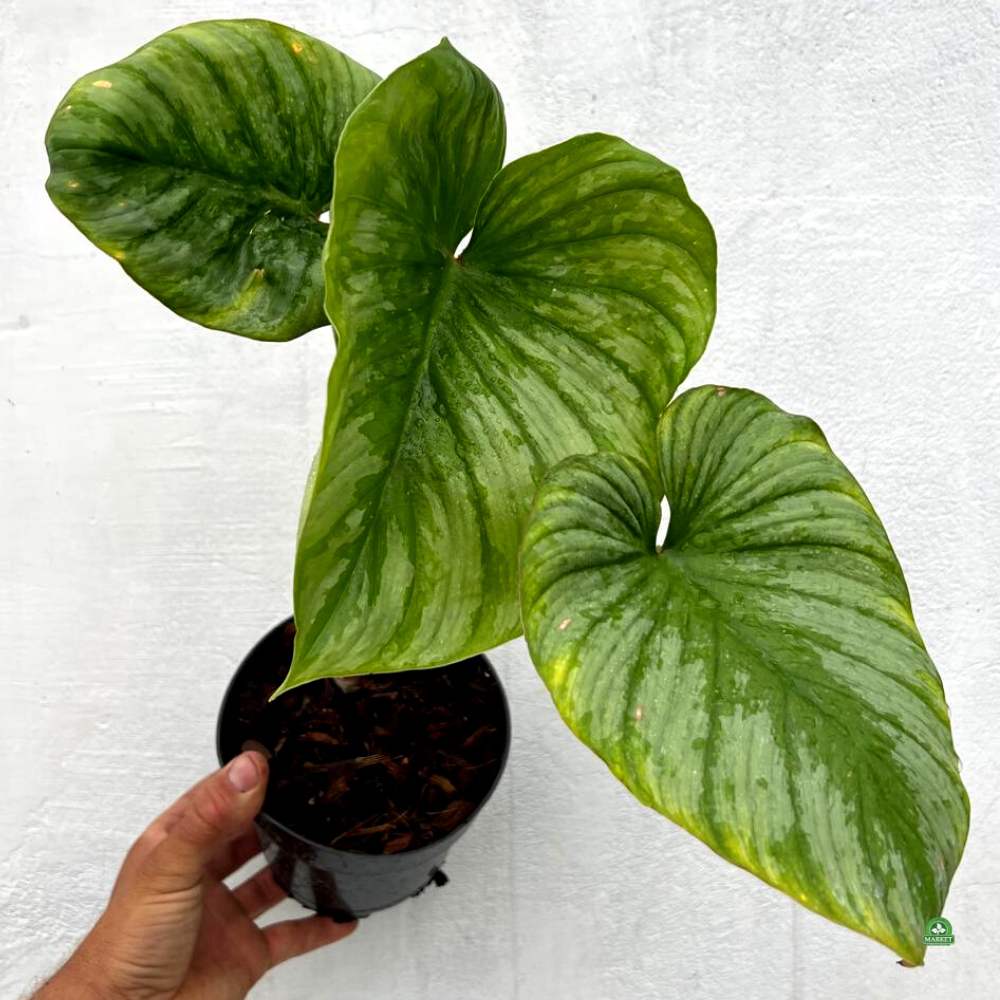 Philodendron mamei (1)